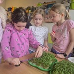Trzy dziewczynki stoja przy tacach z zieloną rzeżuchą..jpg