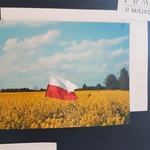 Flaga Polski na polu rzepaku.jpg
