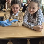Dwie dziewczyny patrzą na jaszczurkę trzymana na ręce w niebieskiej rękawiczce.jpg