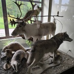 Sztuczne zwierzęta na ekspozycji..jpg