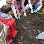 Uczniowie nachylają się nad ziemią i sadzą cebulki kwiatów