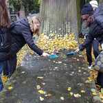 Uczennice sprzątają liście z grobu na cmentarzu..jpg