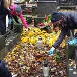 Uczniowie sprzątają liście z grobu na cmentarzu..jpg