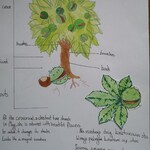Rysunek drzewa z opisami.jpg